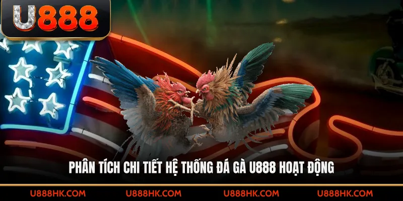 Phân tích chi tiết hệ thống đá gà U888 hoạt động